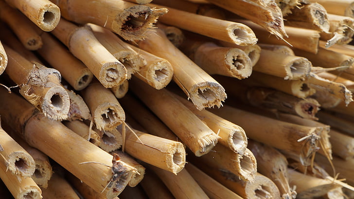 bambus, bambusová zahrada, závod, Woody, dřevo, stonek, trubice