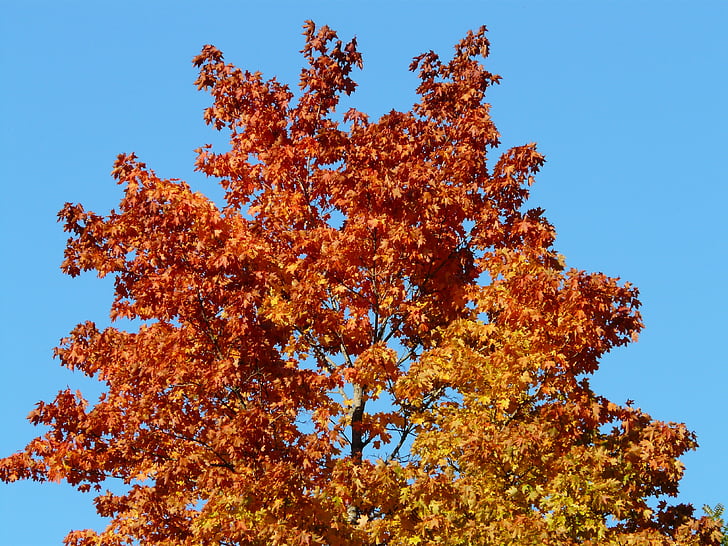 rudens spalvos, medis, Klevas, dažymas, rudens miško, rudenį lapai, rudenį lapija