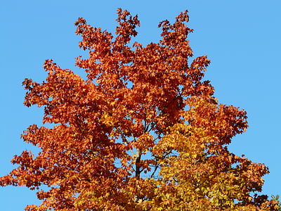 Ruska, puu, vaahtera, väritys, syksyllä metsä, syksyn lehtiä, Ruska