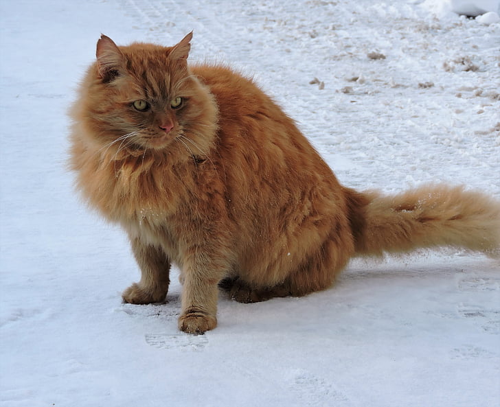 katė, raudona, žiemą, sniego, raudonas katinas