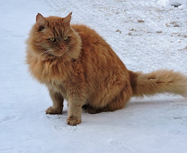 고양이, 레드, 겨울, 눈, 빨간 고양이