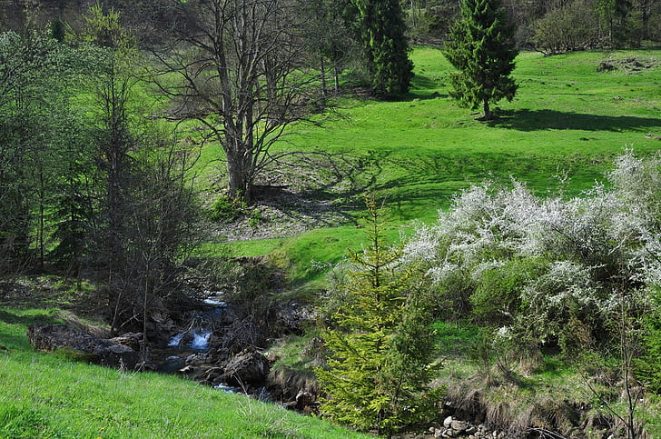 Brook, le ruisseau, eau, Meadow, nature, vue, paysage