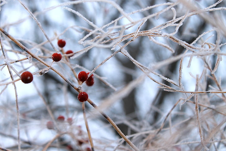 berries, winter, cold, hoarfrost, frozen, red, twigs