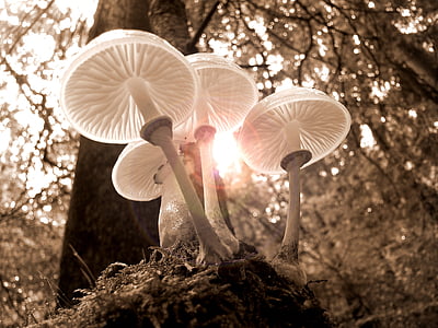 forest, mushrooms, nature, autumn, light, tree, golden autumn