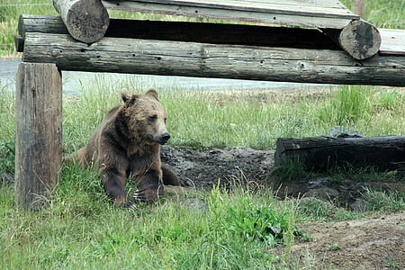 bear, wildlife, animal, brown, wilderness, habitat, nature