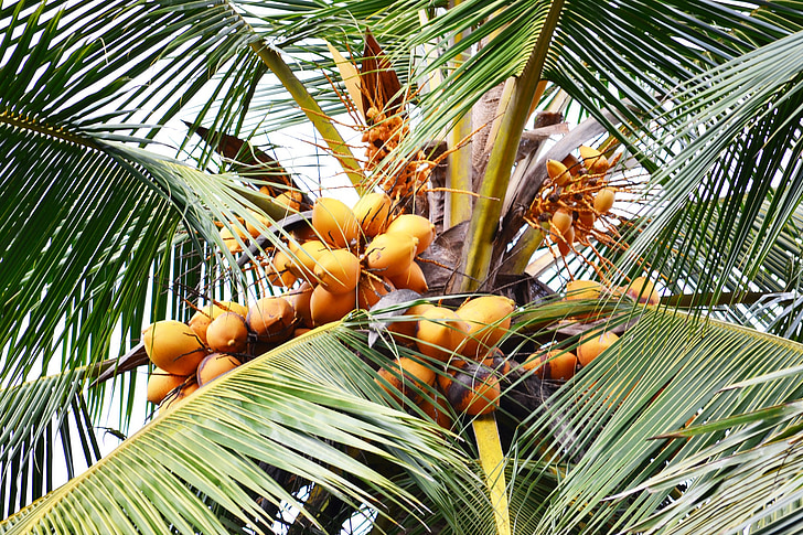 Coco doce, coco laranja, Coco, árvore de coco, árvore, bebida natural, mawanellla