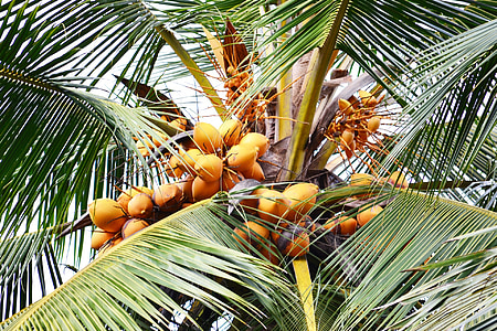 süße Kokos, Orange Kokosnuss, Kokosnuss, Kokospalme, Baum, natürliches Getränk, mawanellla