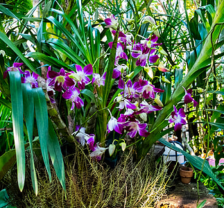 Orquídea, flor, flor, floración, púrpura