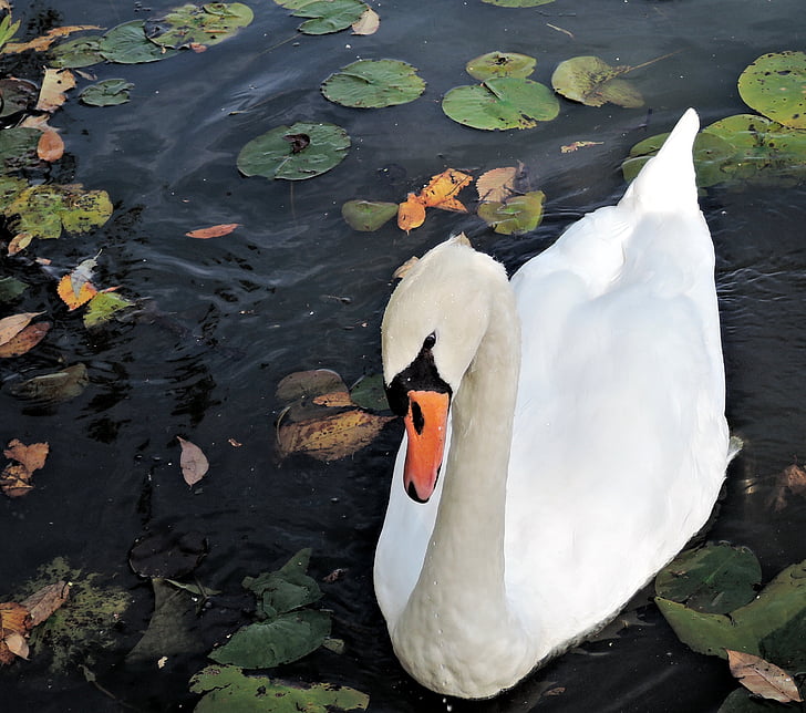 Swan, vill fugl, natur, hvit, grasiøs, fuglen, Lake