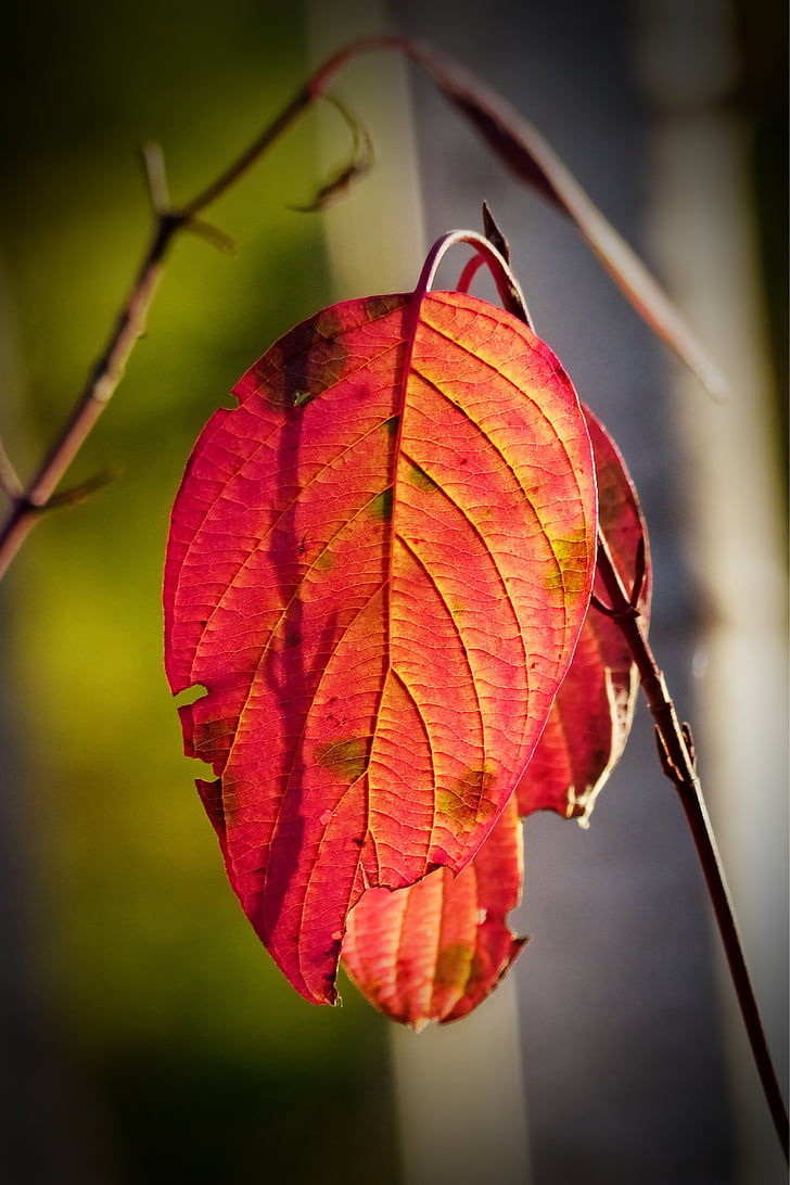 autunno, caduta, rosso, foglia, albero, foresta, fogliame