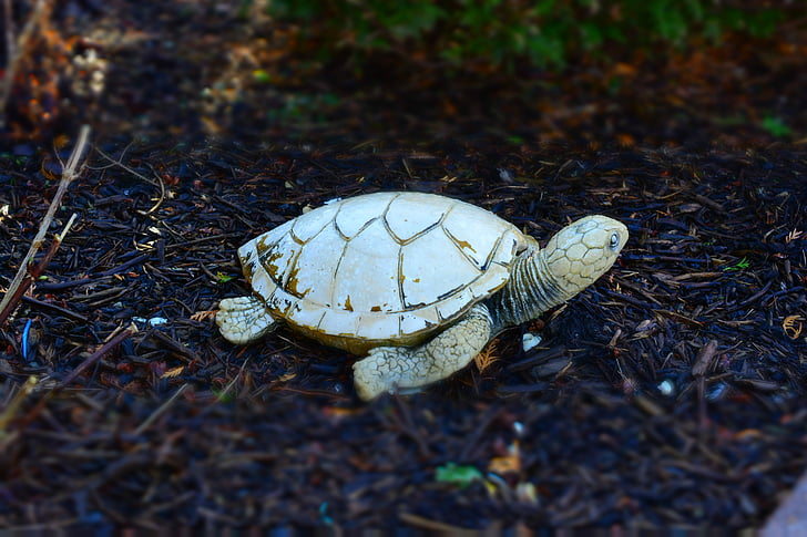 Tortue, Pierre, Front yard, ornement