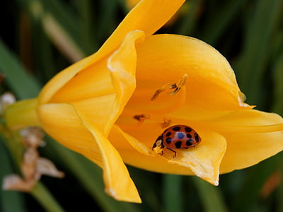 flower, ladybug, beetle, yellow, insect, nature, plant
