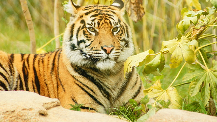 tiger, cub, cat, striped, wild, young, feline