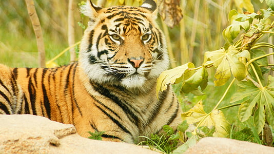Тигр, тигреня, кішка, Смугастий, дикі, молоді, котячих