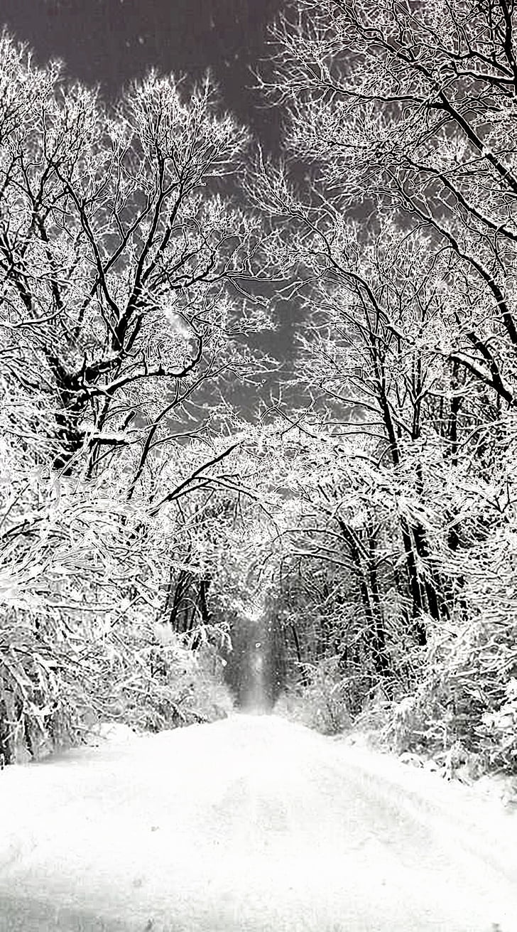 ziemas, sniega, meža