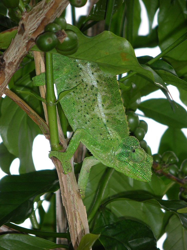 Lagarto, Hawaii, reptil, naturaleza, flora y fauna, tropical