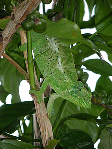 lagarto, Havaí, réptil, natureza, vida selvagem, tropical