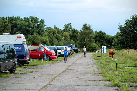 キャンプ, 牛, 荒野, campingwagen