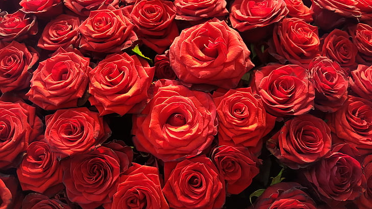 Rosa, flor, flor, rosa vermella, Rosa - flor, vermell, l'amor