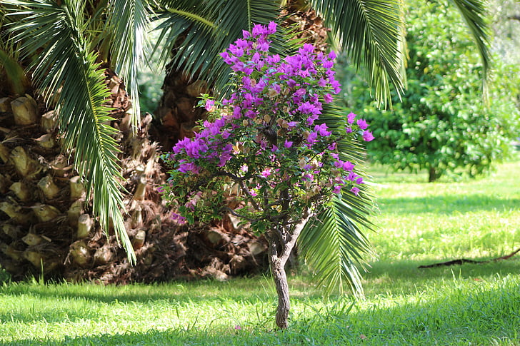 Bouganville, цветок, Пальма, Природа, дерево