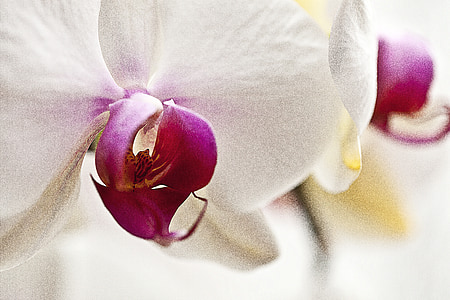 Orchis, Orchid, blomst, blomstrende, orientalsk blomst, plante, natur