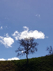 sky, tree, nature, blue sky, forest, mount, summer