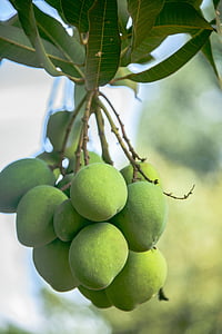 élelmiszer, mangó, nyers, zöld, Uganda, gyümölcs, mezőgazdaság