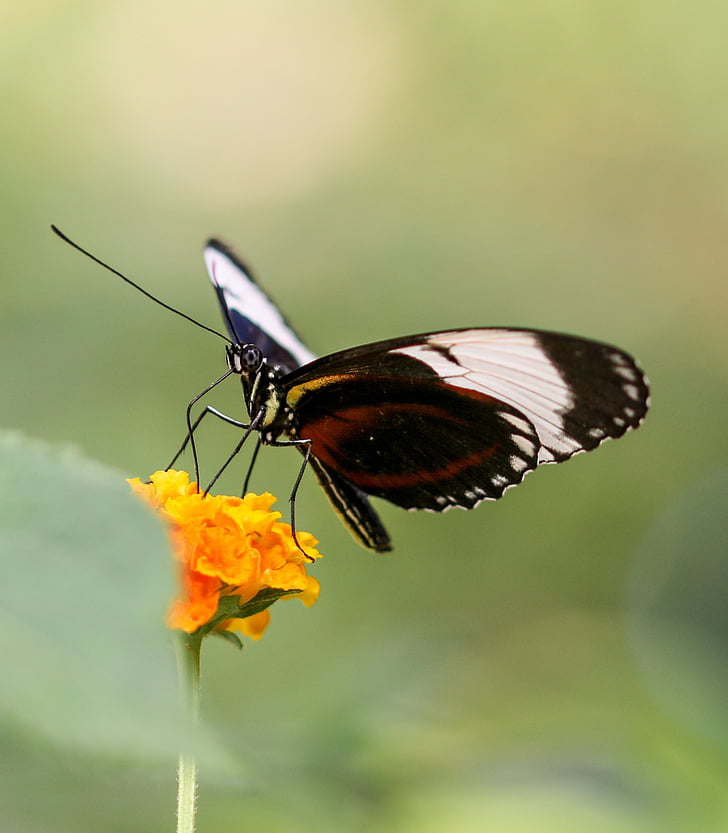 metulj, insektov, krilo, sonda, letenje, blizu, nektar