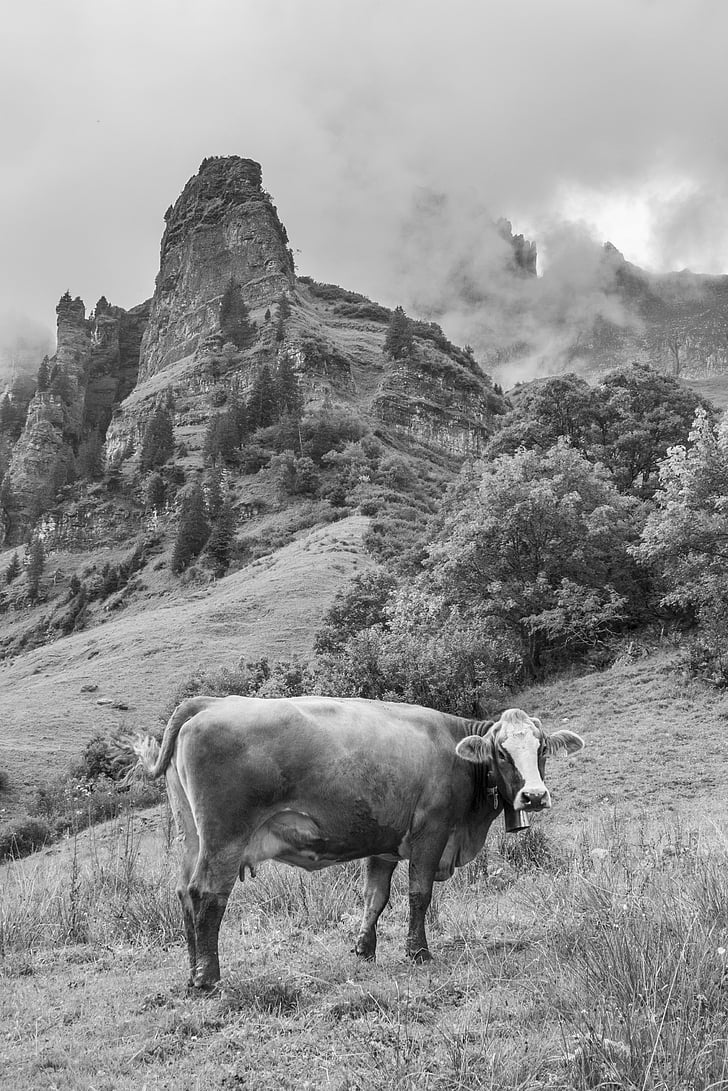 vaca, montanhas, Alp, Suíça, Cantão de glarus, selvagem, preto e branco