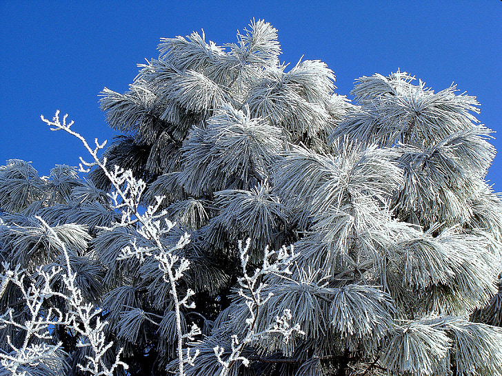 frost, ice, christmas, winter, cold, trees