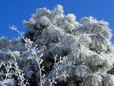Frost, hielo, Navidad, invierno, frío, árboles