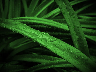 plant, grass, green, leaves, drops, drops of water, nature