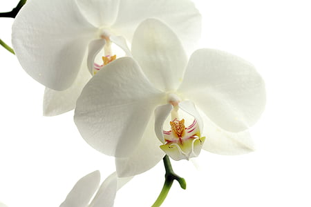 flower, flowers, nature, plant, orchid, white, summer