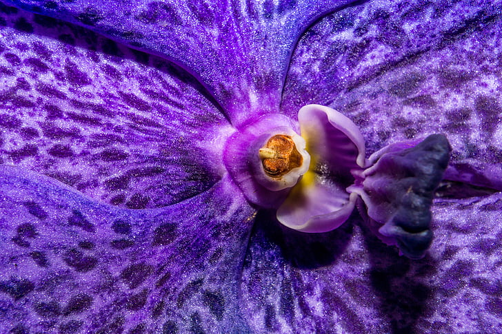 orchidėja, žiedų, žydėti, gėlė, makro, violetinė, Gamta