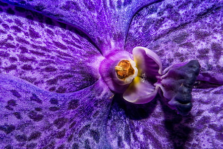 Орхидея, Блоссом, Блум, цветок, макрос, фиолетовый, Природа