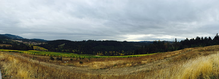 wine, landscape, sky, vineyard, agriculture, rural, nature
