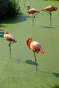 Фламандский, розовый фламандский, перья, птица, Природа, Животные, Зоопарк