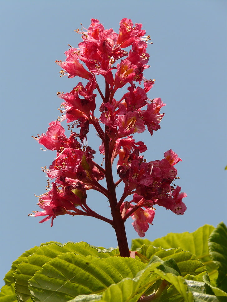 red buckeye, flesh red horse chestnut, red flowering buckeye, buckeye, chestnut, inflorescence, blossom
