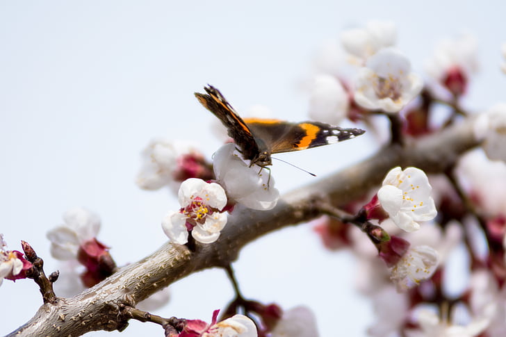 mariposa, flores, primavera