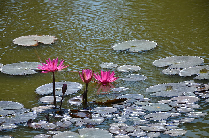 lilie, voda, f, květ, rybník, Vodní lilie, Bloom
