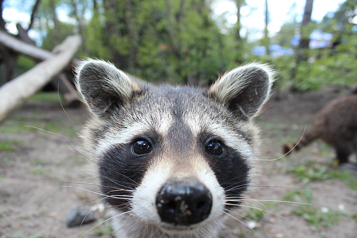 raccoon, animal, fur, cheeky, cute, wildlife photography, zoo