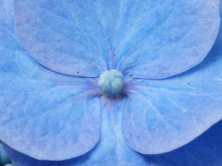 Hortensja, kwiat, kwiat, Bloom, niebieski, cieplarnianych Hortensja, Hortensjowate