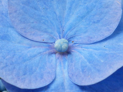 Hortènsia, flor, flor, flor, blau, Hortènsia d'efecte hivernacle, família de les hidrangeàcies