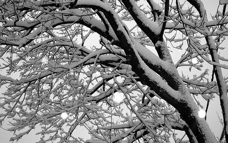 tree, branch, snow, nature, winter, sky
