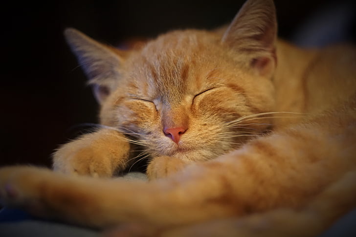 Ginger, Tomcat, katt, sömn, huskatten, djur, Husdjur