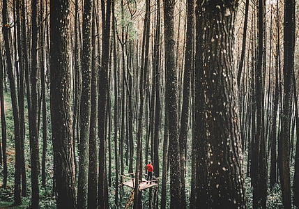human, red, shirt, standing, trees, people, alone