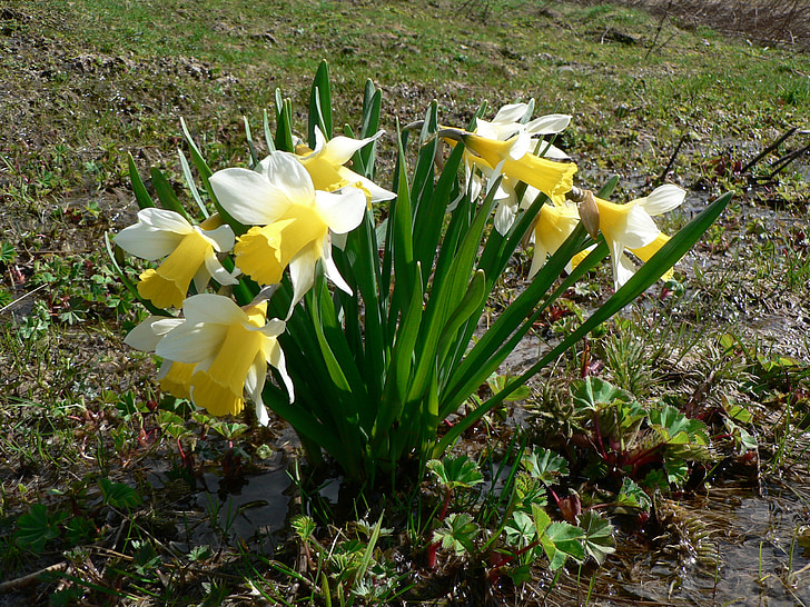 april bell, daffodils, flowers, nature
