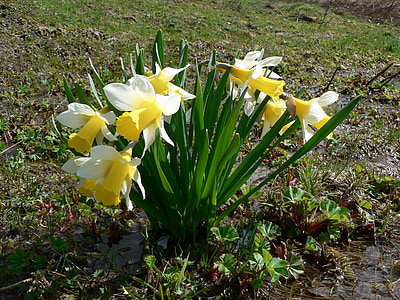 campana de abril, narcisos, flores, naturaleza