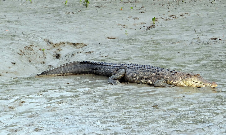 crocodilo de água salgada, Crocodylus porosus, estuarinas, crocodilo do Indo-Pacífico, fuzileiro naval, crocodilo do mar, animal