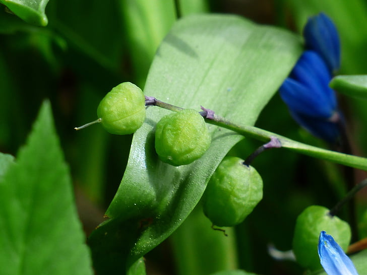 Bluebell, frutas, cápsulas, Scilla campanulata, hyacinthoides hispanica, star Bell azul, estrella azul